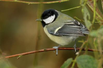 Great tit (Parus major)