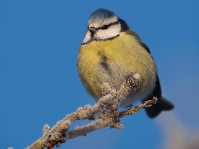 u15/noddingdogbob/medium/38802421.BlueTit02a.jpg