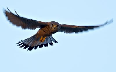 Kestrel (Falco tinnuculus) 2