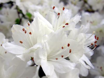 Azaleas