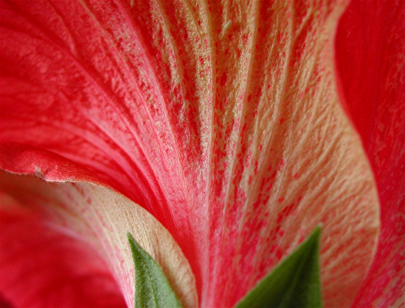 Hibiscus Back