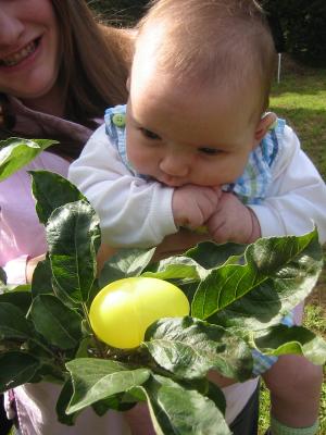 Finding Eggs