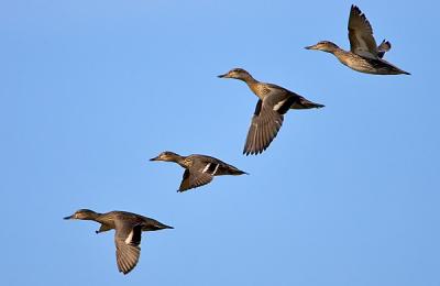 Common Teal, four birds