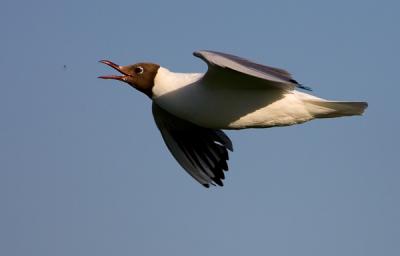 Black-headed Gull, cathing insect