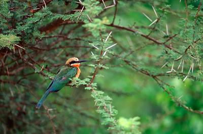 White-fronted bee-eater, Merops bullockoides