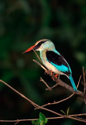 Bluebreasted kingfisher