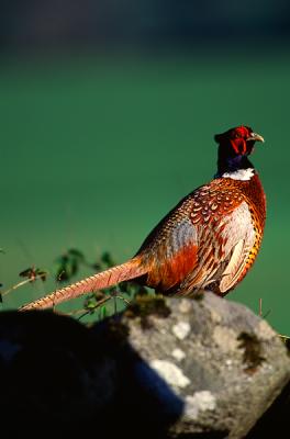 Common Pheasant, Phasianus colchicus