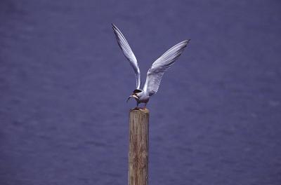 Common Tern, Sterna hirundo