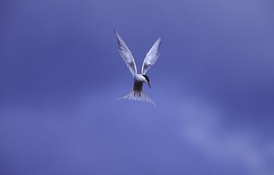 Common Tern, Sterna hirundo