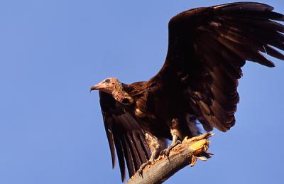 hooded vulture