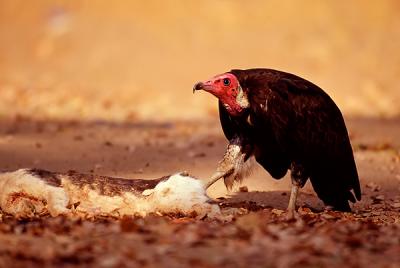 Hooded vulture, eating a cat