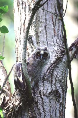 Long-eared Owl, Asio otus