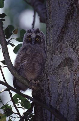 Long-eared Owl, Asio otus