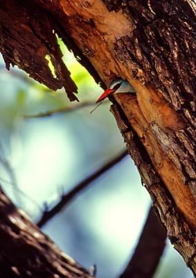 Woodland kingfisher, Halcyon senegalensis