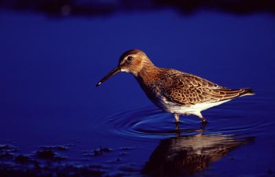 Dunlin, Calidris alpina