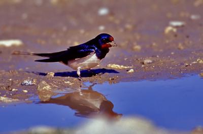 Barn Swallow