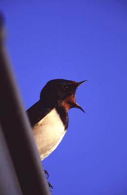 Barn Swallow