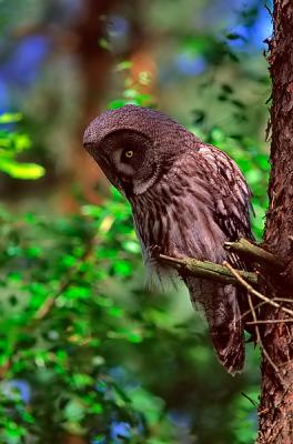 Great Grey Owl, Strix nebulosa