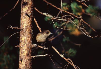 Siberian Jay, Perisoreus infaustus