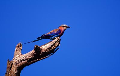 Lilacbreasted Roller