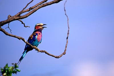 Lilacbreasted Roller