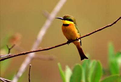 Little bee-eater, Merops pusillus