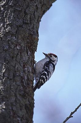 Lesser Spotted Woodpecker, Dendrocopos minor