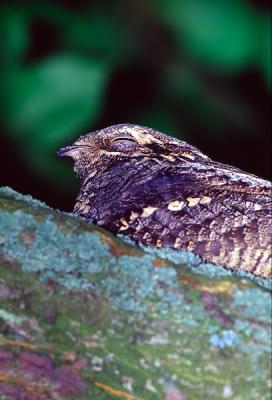 European Nightjar, Caprimulgus europaeus