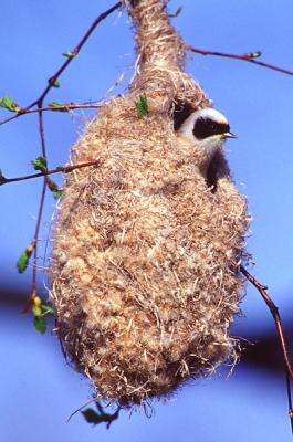 Eurasian Penduline Tit, in nest.