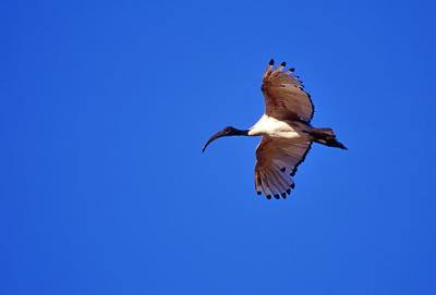 Sacred ibis, Threskiornis aethiopicus