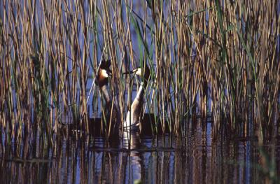 Great Crested Grebe, mating dance