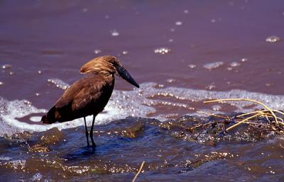 Hamerkop, scopus umbretta