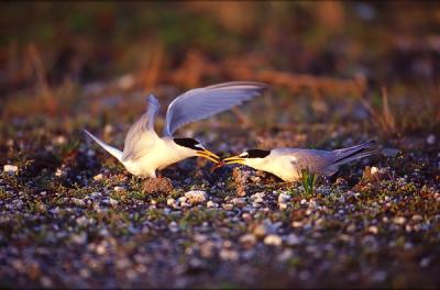 Little Tern, Sterna albifrons