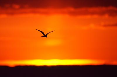 Sunset and bird