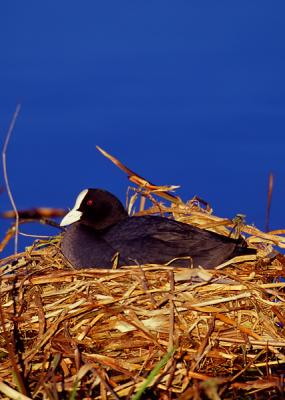 Eurasian Coot , Fulica atra