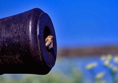 Northern Wheatear, Oenanthe oenanthe