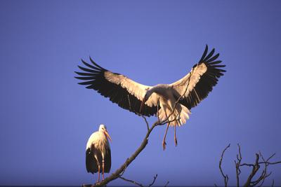 White Stork 1