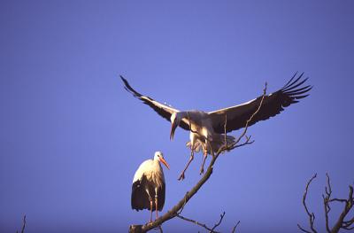 White Stork 2