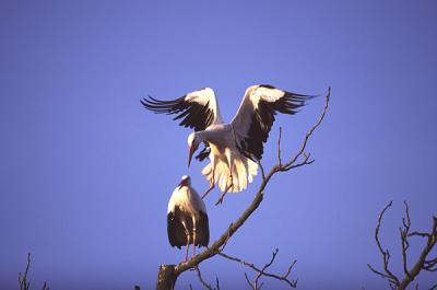 White Stork 3