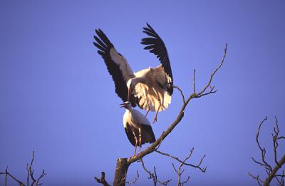 White Stork 4