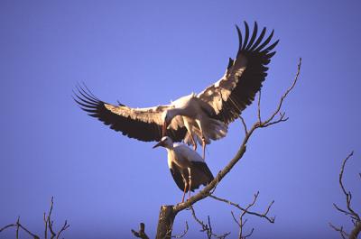 White Stork 5