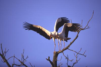 White Stork 7