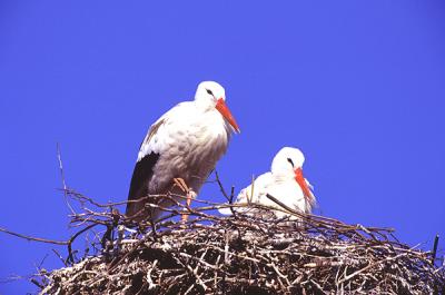 White Stork