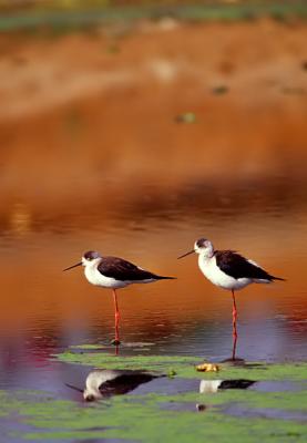 Black-winged Stilt, Himantopus himantopus