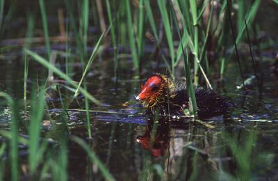 Eurasian Coot , Fulica atra