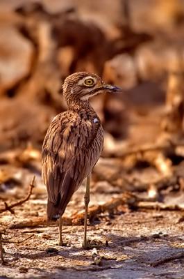 Senegal thick-knee, Burhinus senegalensis