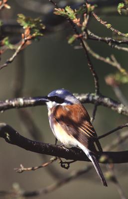 Red-backed Shrike, Lanius collurio