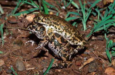 Eurasian Green Toad, Eurasian green toad