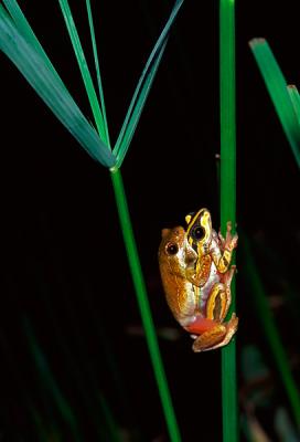 Painted Reed Frog, Hyperolius marmoratus
