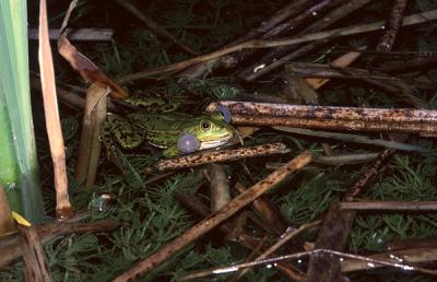 Marsh Frog, Rana ridibunda